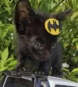 Tico 