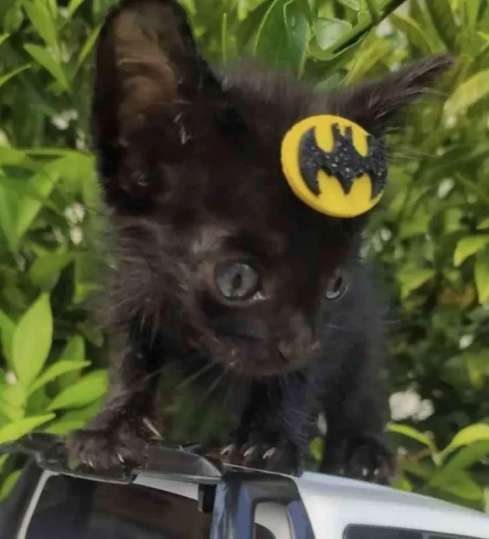 Gato ra a Mestiço  idade Abaixo de 2 meses nome Tico 