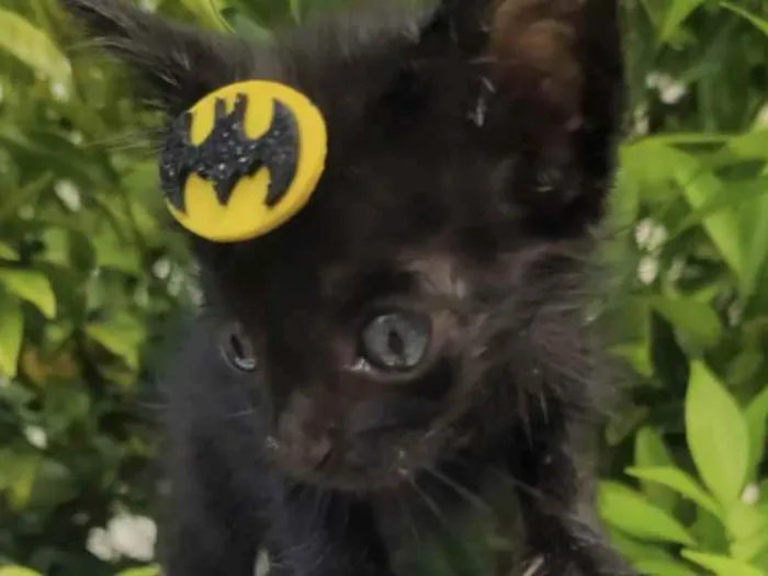 Gato ra a Mestiço  idade Abaixo de 2 meses nome Tico 