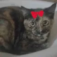 Capitu 