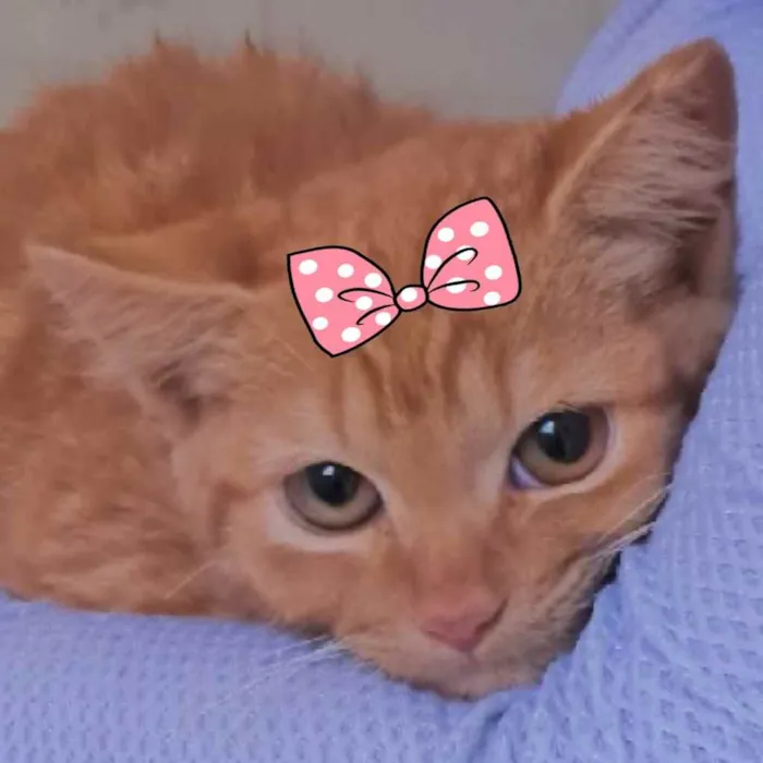 Gato ra a Mestiça  idade 2 a 6 meses nome Mexerica 