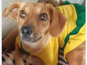 Cachorro raça SRD idade 1 ano nome MILA