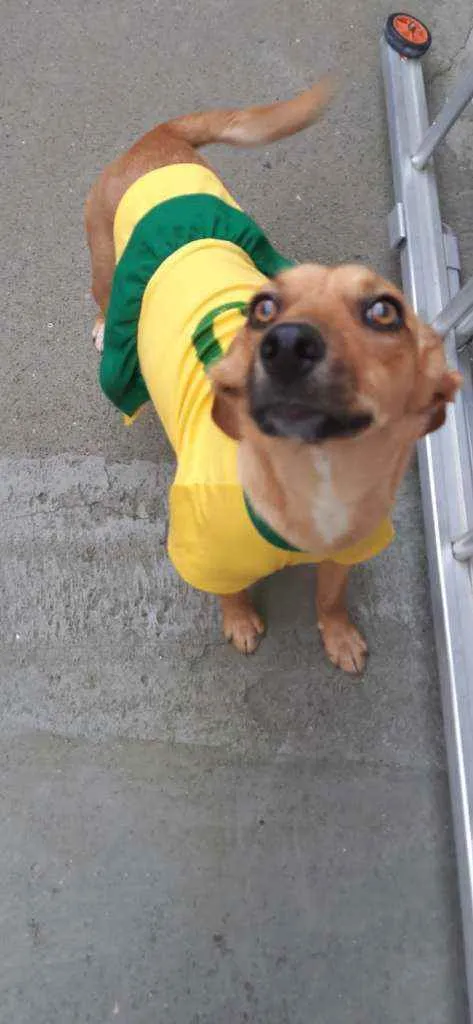 Cachorro raça SRD idade 1 ano nome MILA