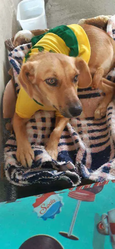 Cachorro raça SRD idade 1 ano nome MILA