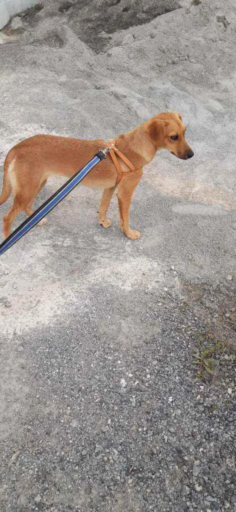 Cachorro raça SRD idade 1 ano nome MILA
