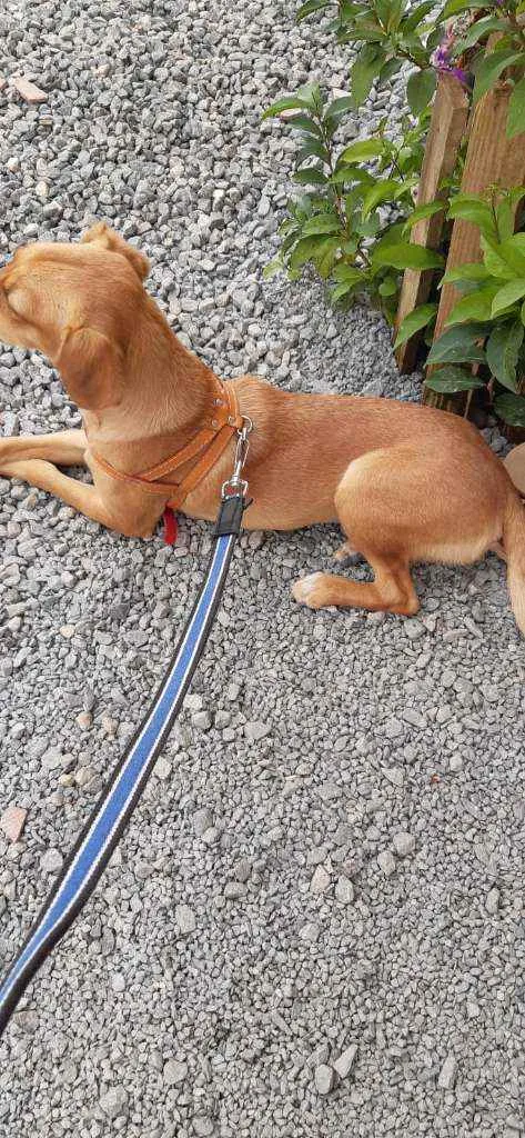 Cachorro raça SRD idade 1 ano nome MILA