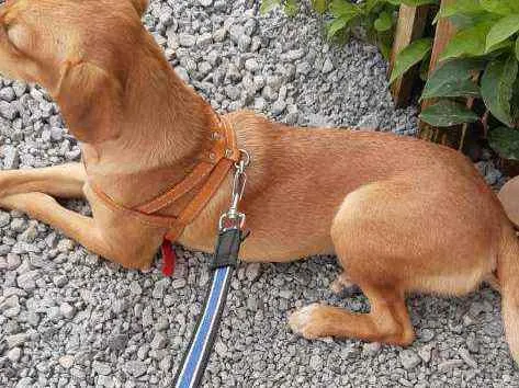 Cachorro raça SRD idade 1 ano nome MILA