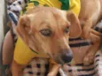 Cachorro raça SRD idade 1 ano nome MILA