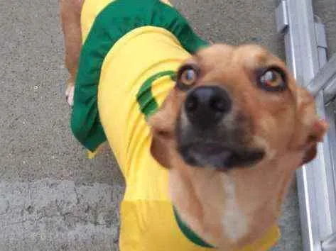 Cachorro raça SRD idade 1 ano nome MILA