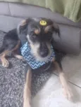 Cachorro raça SRD  idade 2 a 6 meses nome Bob
