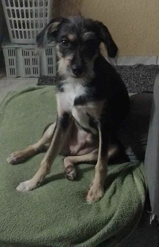 Cachorro raça SRD  idade 2 a 6 meses nome Bob