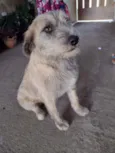 Cachorro raça SRD idade 1 ano nome ZEQUINHA