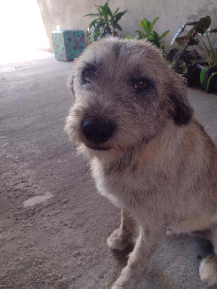 Cachorro raça SRD idade 1 ano nome ZEQUINHA