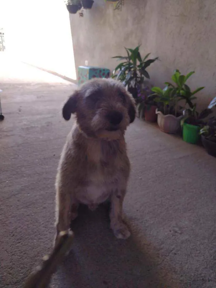 Cachorro raça SRD idade 1 ano nome ZEQUINHA