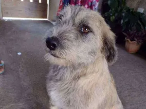 Cachorro raça SRD idade 1 ano nome ZEQUINHA