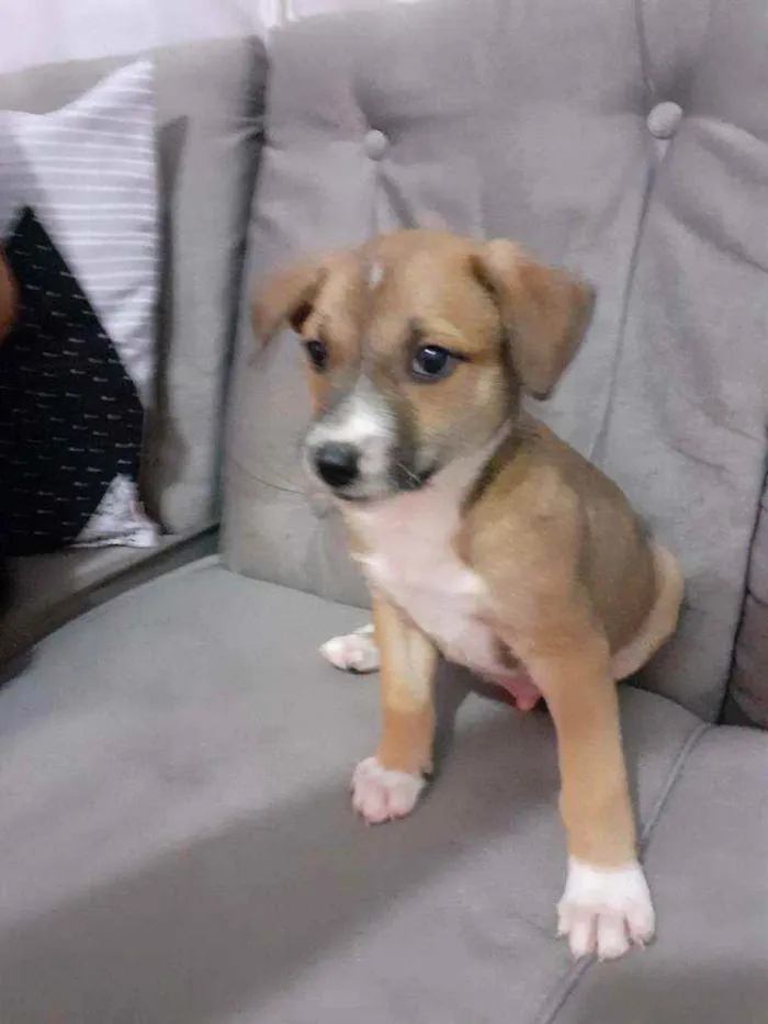 Cachorro ra a SRD idade Abaixo de 2 meses nome Snoopy