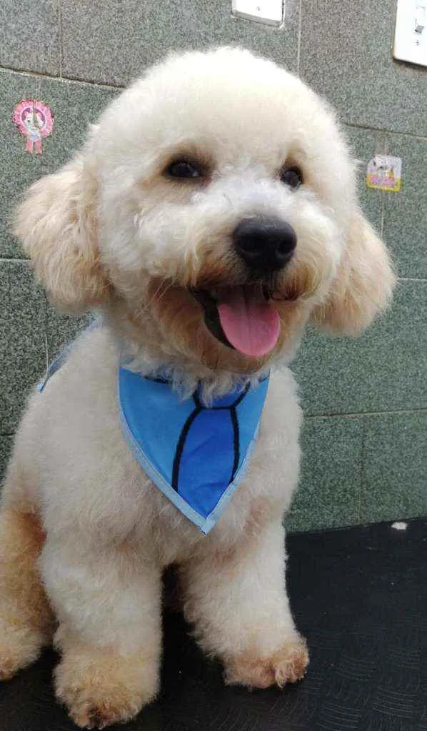 Cachorro ra a Poodle idade 1 ano nome Billy