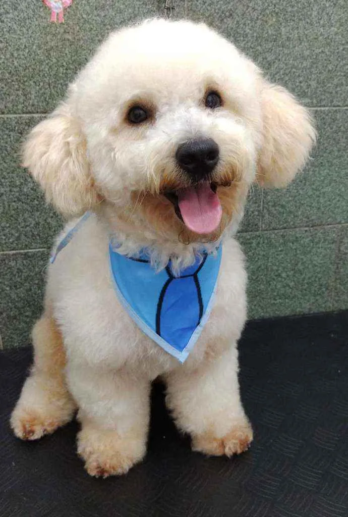 Cachorro ra a Poodle idade 1 ano nome Billy