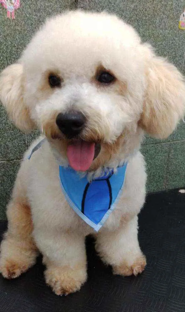 Cachorro ra a Poodle idade 1 ano nome Billy