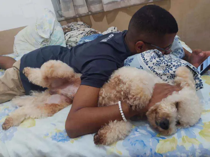 Cachorro ra a Poodle idade 1 ano nome Billy