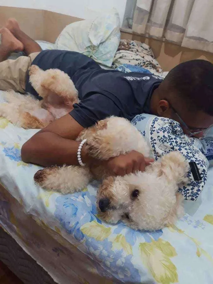 Cachorro ra a Poodle idade 1 ano nome Billy
