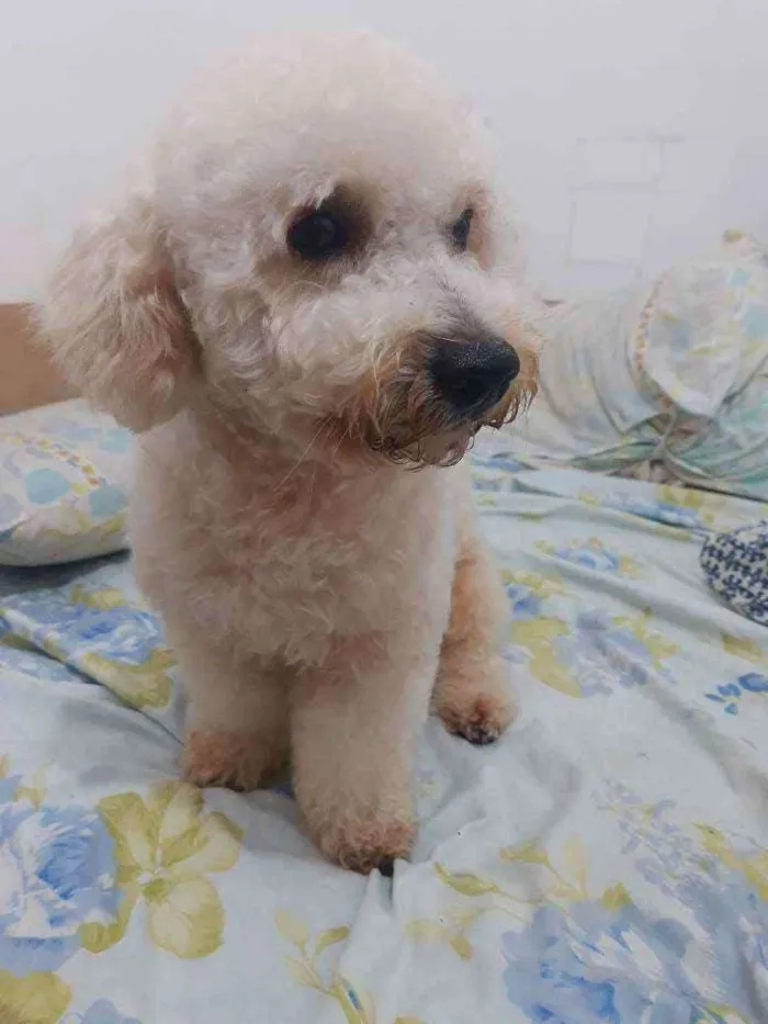 Cachorro ra a Poodle idade 1 ano nome Billy
