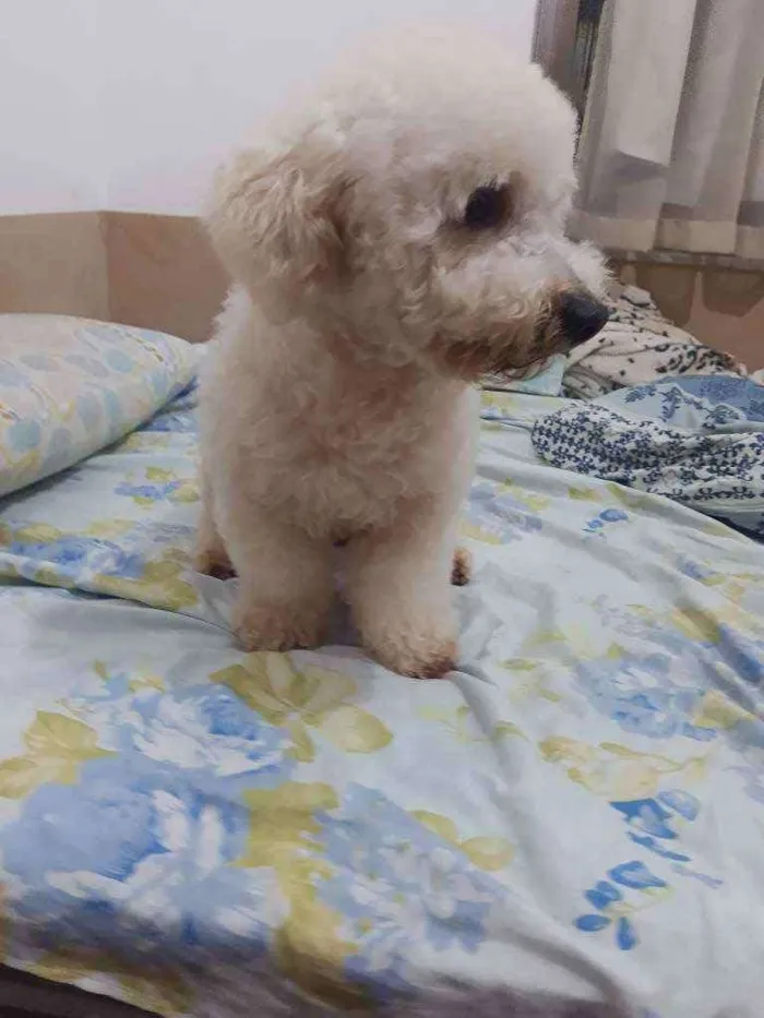 Cachorro ra a Poodle idade 1 ano nome Billy