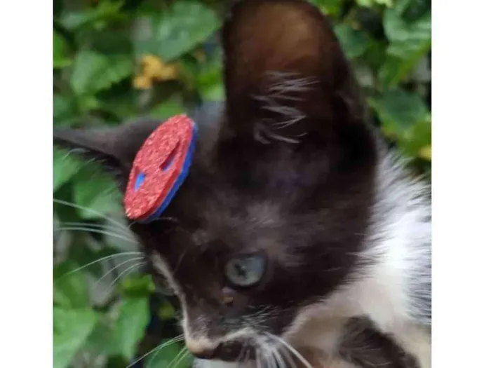 Gato ra a Mestiço  idade Abaixo de 2 meses nome Juca 