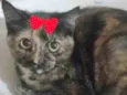 Capitu 