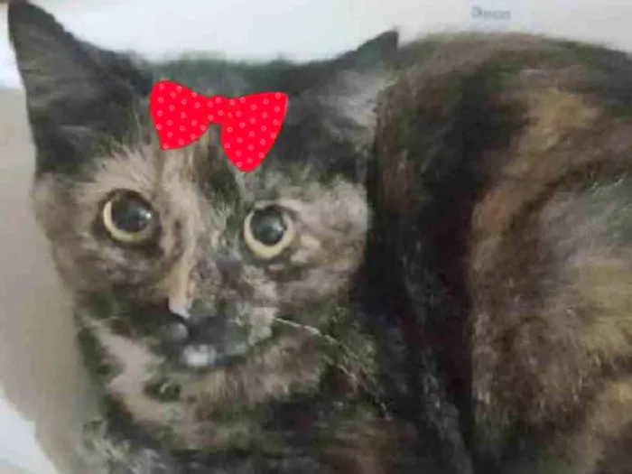 Gato ra a Mestiça  idade 2 a 6 meses nome Capitu 