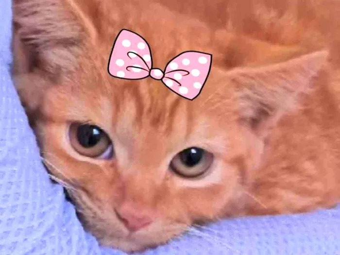 Gato ra a Mestiça  idade 2 a 6 meses nome Mexerica 