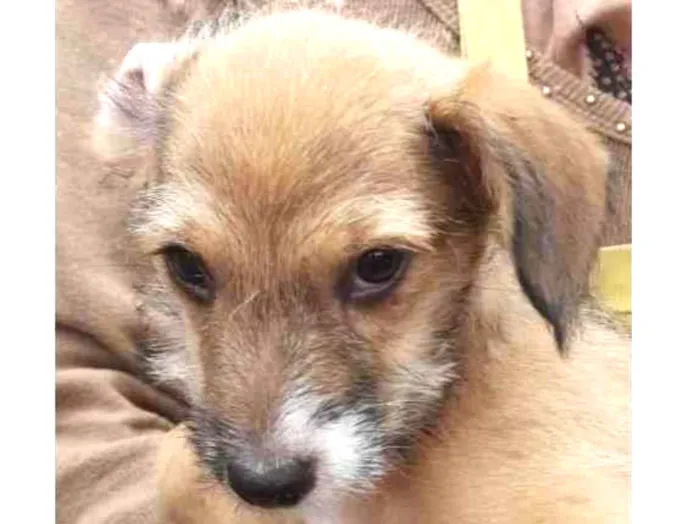 Cachorro raça SRD idade 2 a 6 meses nome Sem nome