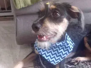 Cachorro raça SRD  idade 2 a 6 meses nome Bob