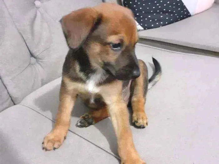 Cachorro ra a SRD idade Abaixo de 2 meses nome Fayne