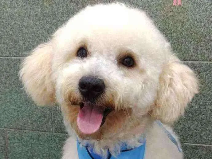 Cachorro ra a Poodle idade 1 ano nome Billy