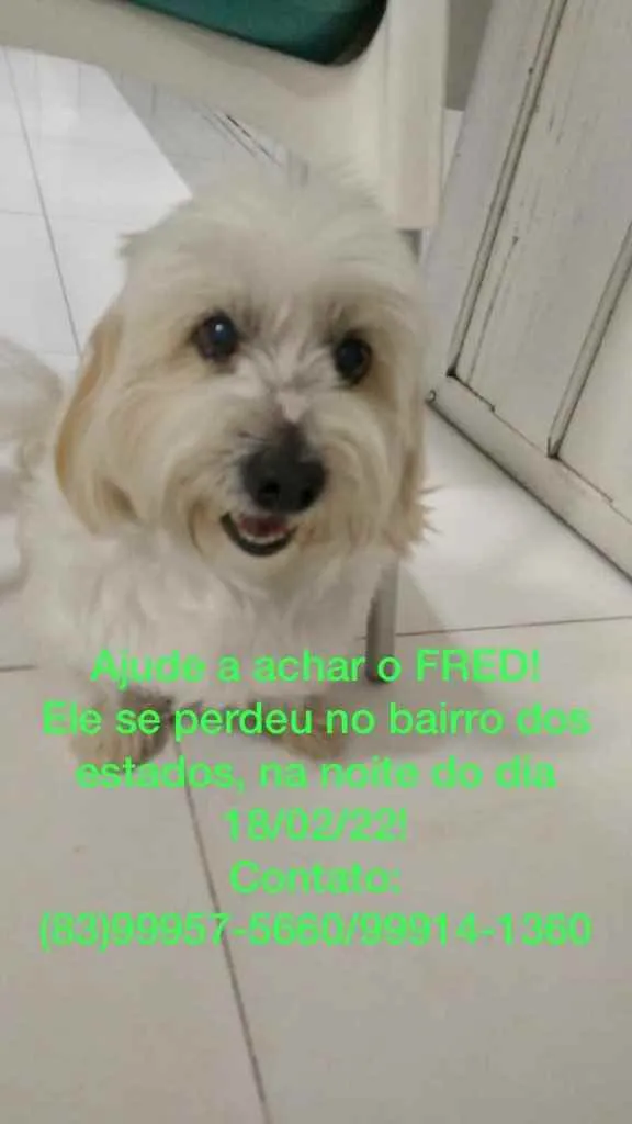 Cachorro ra a lhasa-apso idade 6 ou mais anos nome Fred