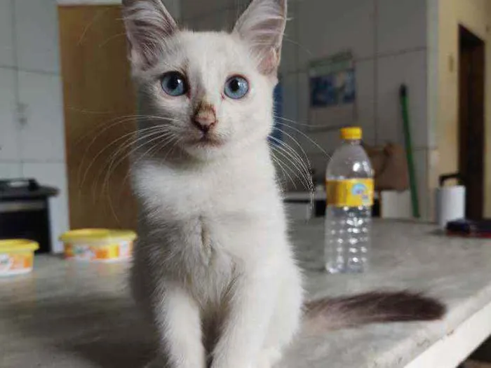 Gato ra a  idade Abaixo de 2 meses nome Filó