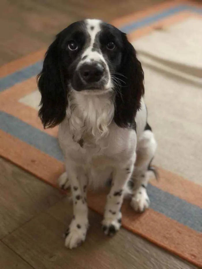 Cachorro ra a cocker spaniel misturado idade 1 ano nome Lula