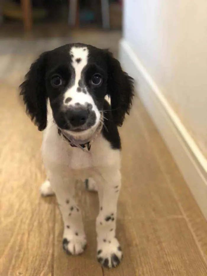 Cachorro ra a cocker spaniel misturado idade 1 ano nome Lula