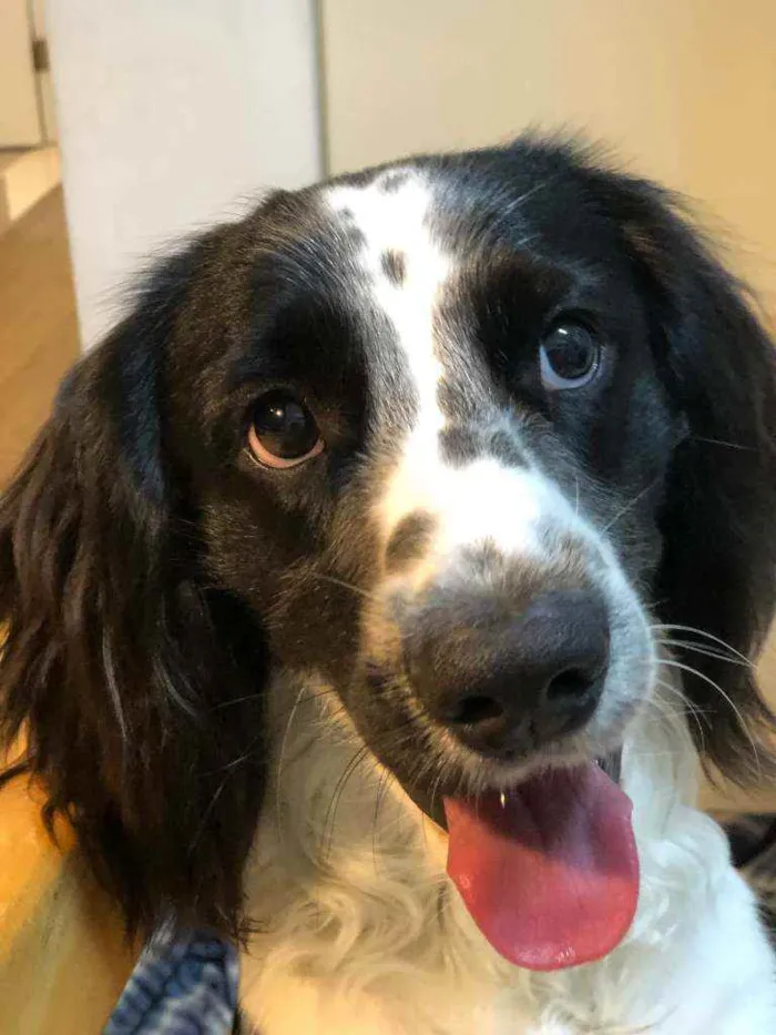 Cachorro ra a cocker spaniel misturado idade 1 ano nome Lula