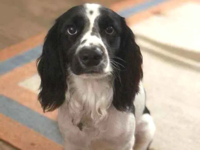 Cachorro ra a cocker spaniel misturado idade 1 ano nome Lula