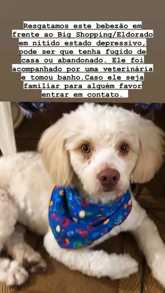 Cachorro raça Vira lata  idade 2 a 6 meses nome Marronzinho 