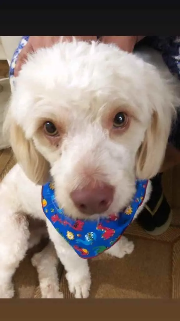 Cachorro raça Vira lata  idade 2 a 6 meses nome Marronzinho 