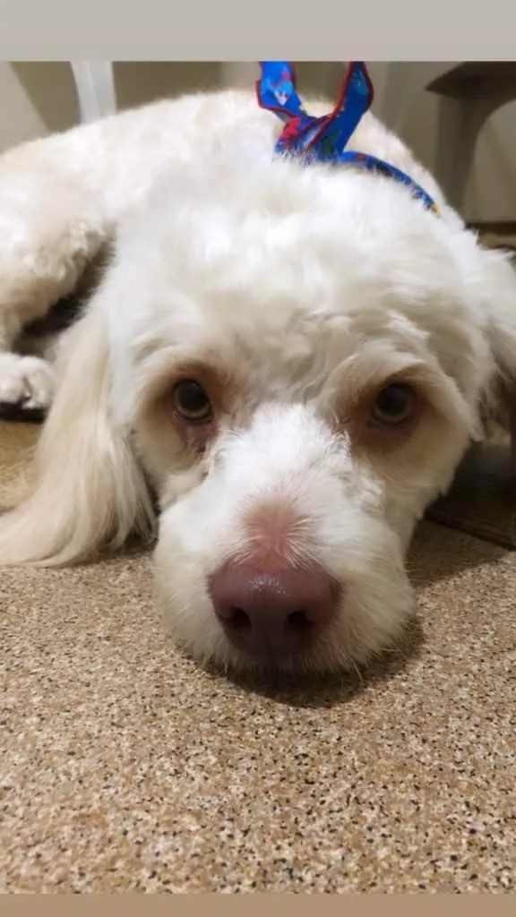 Cachorro raça Vira lata  idade 2 a 6 meses nome Marronzinho 
