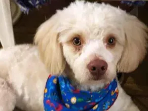 Cachorro raça Vira lata  idade 2 a 6 meses nome Marronzinho 