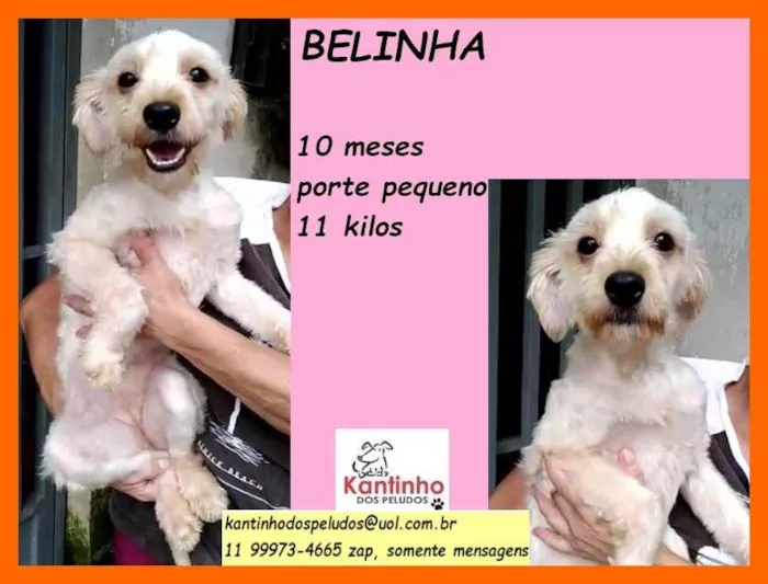 Cachorro raça SRD idade 7 a 11 meses nome Belinha