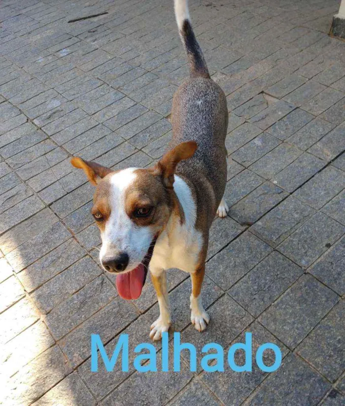 Cachorro ra a SRD idade 2 a 6 meses nome Srds