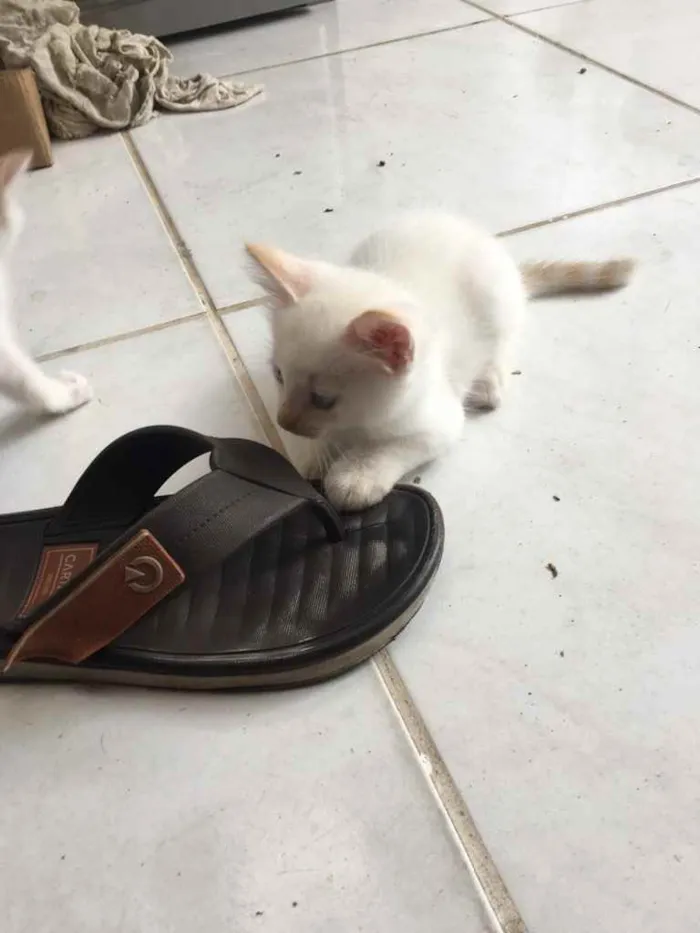 Gato raça  idade 2 a 6 meses nome ainda estão sem nome