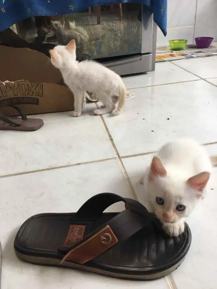 Gato raça  idade 2 a 6 meses nome ainda estão sem nome