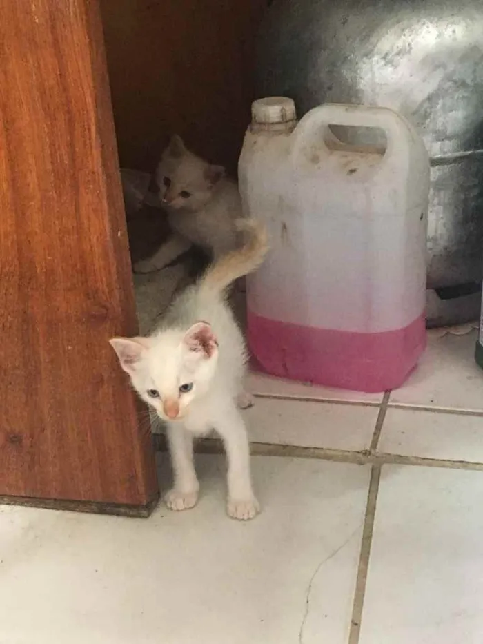 Gato raça  idade 2 a 6 meses nome ainda estão sem nome